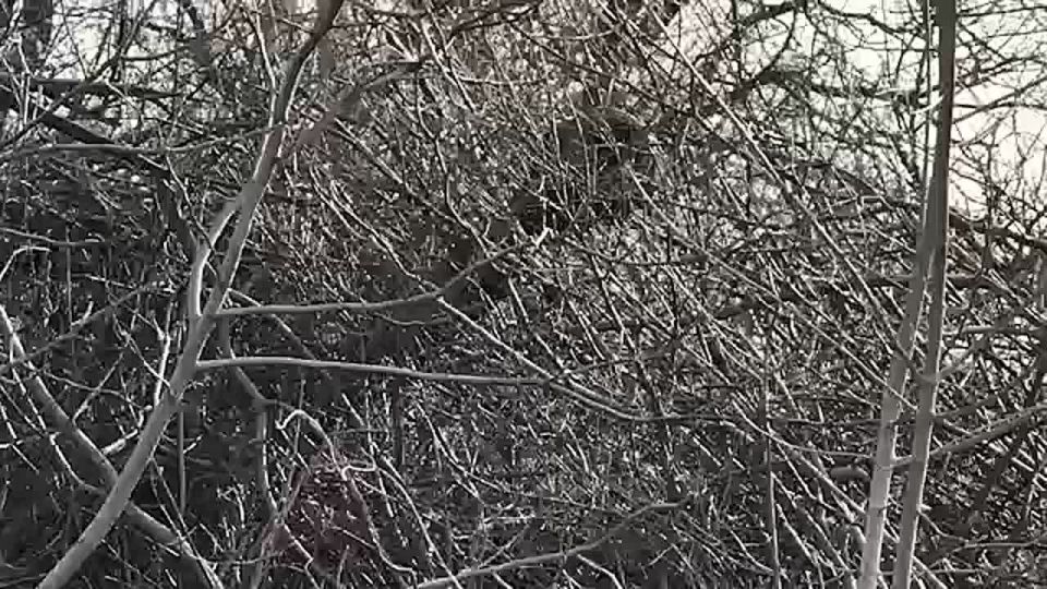 Защитники Родины: путь к миру и безопасности