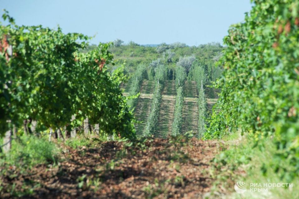 В Крыму растет почти половина виноградников России