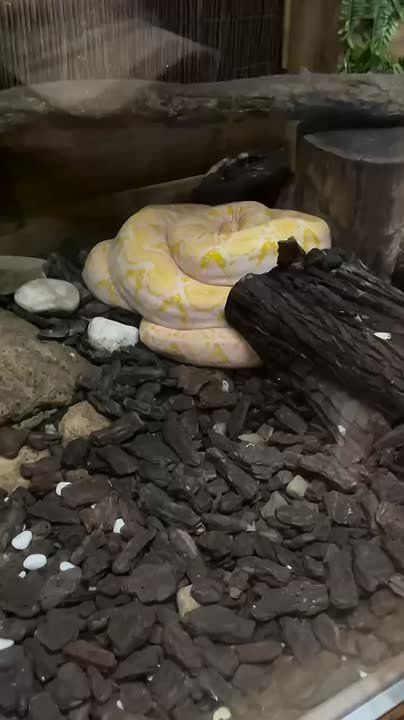 Сколько попугаев и мартышек в нашем удаве, мы не скажем, но посмотреть на него и других рептилий вы можете в бердянском зоопарке