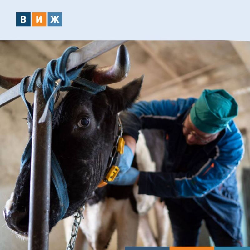 Казанские ученые разработали формулу расчета оптимального количества ветеринаров для сельских районов