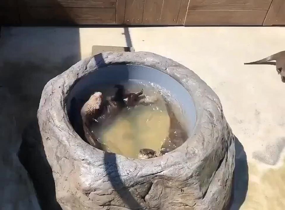 ����� ���������� ���������� �������