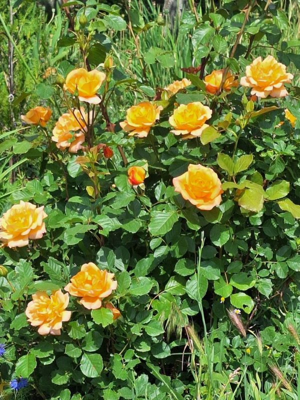 Пусть день вас порадует удачными делами, приятными сюрпризам и радостными встречами, а настроение будет прекрасным