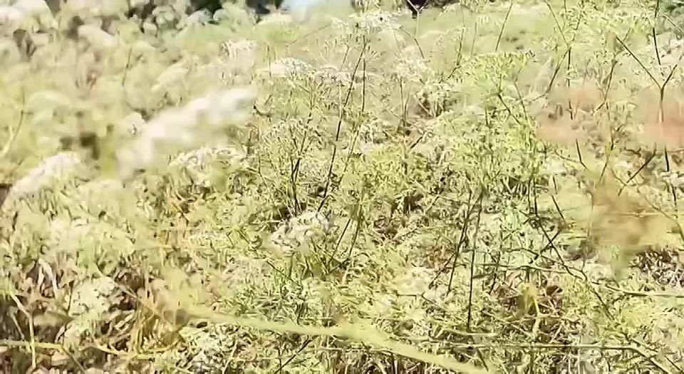 ������ ����!. ����� ������� �� ������������ �����, ����� ����� ������, � ���������� - �������, ��� �������� ������