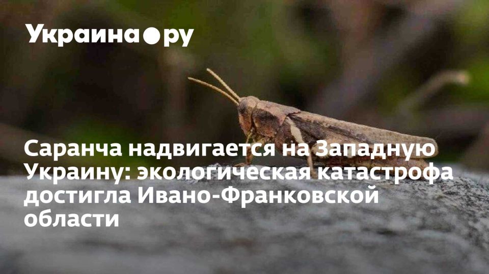 Саранча надвигается на Западную Украину: экологическая катастрофа достигла Ивано-Франковской области