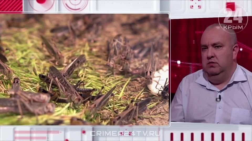 Саранча из Запорожской области не добралась до Крыма: регион оперативно среагировал на угрозу