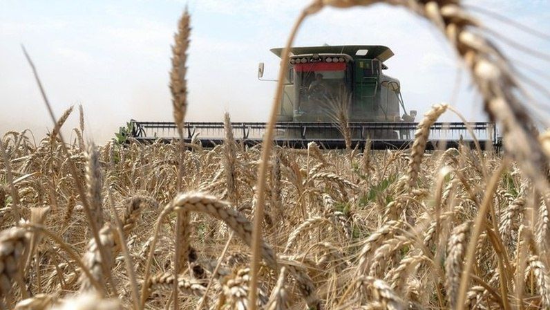 Урожай зерновых полностью обеспечит внутренние потребности Запорожской области