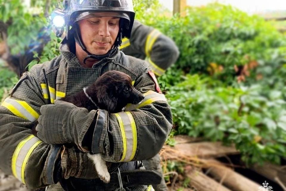 В запорожском поселке Андреевка спасли щенка, упавшего в 13-метровый колодец