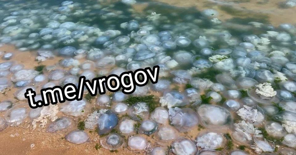 Владимир Рогов: О борьбе с медузами. В августе-сентябре в Азовском море начнётся борьба с медузами Специалисты Азовско-Черноморского филиала Росрыболовства завершают подготовительные работы для реализации программы очистки...