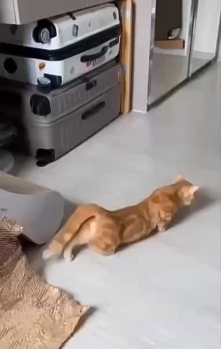 ����������� �����������. ����������� � �������� ���� ������ �� �������