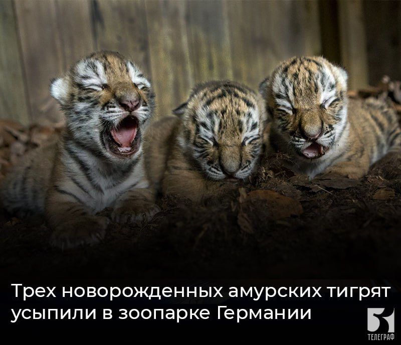 ���� ������������� �������� ������ ������� � �������� ��������