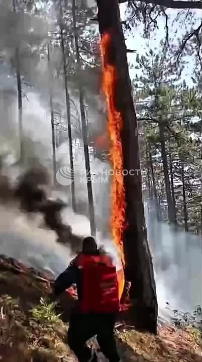 Лесной пожар под Ялтой полностью потушили на двух гектарах