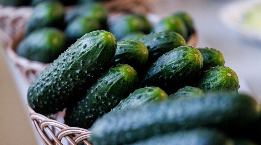 Огурец-молодец. Эксперт рассказала, почему овощ горчит и как это исправить