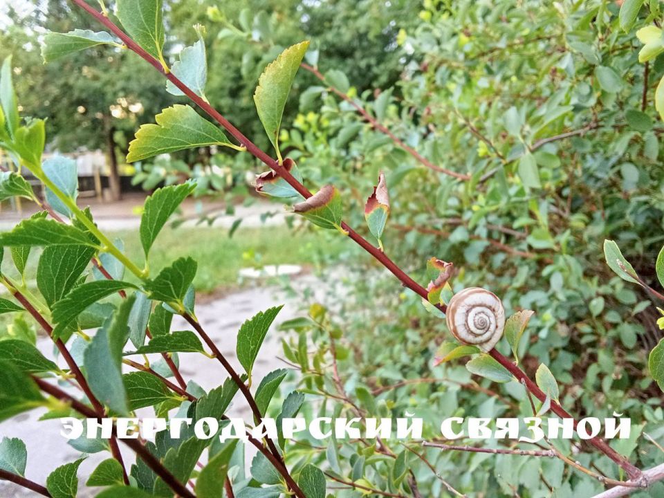 Красавец-Август приподнял крыло