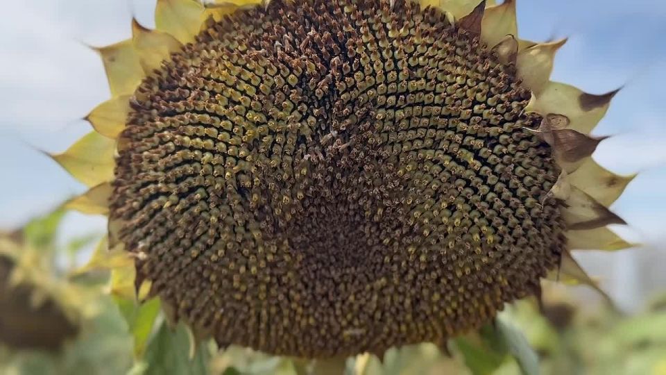 Подсолнечник — ключевая масличная культура Запорожской области