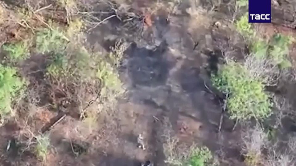 Операторы беспилотников 7-й гвардейской десантно-штурмовой дивизии уничтожили пехоту и сорвали ротацию ВСУ в районе населенного пункта Плавни Запорожской области