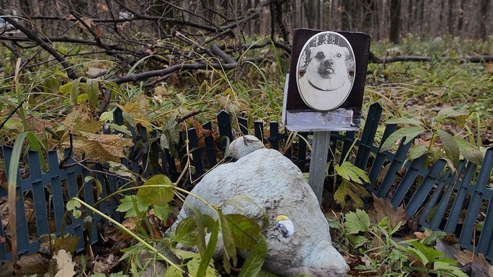 Не хоронить, а кремировать: закапывать Мурок и Бобиков больше нельзя