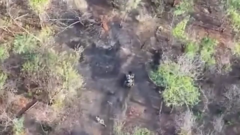 Сергей Зенин: Операторы ударных БпЛА Ставропольских десантников уничтожили пехоту ВСУ, сорвав их ротацию в районе н.п. Плавни Запорожской области