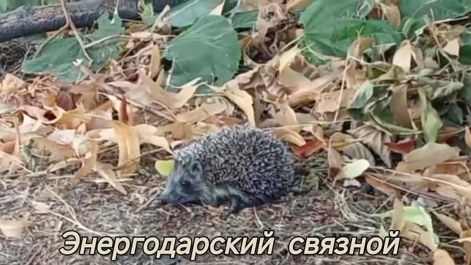 Вот и пришло цветистое лето к Медовому спасу — поздравляем вас!