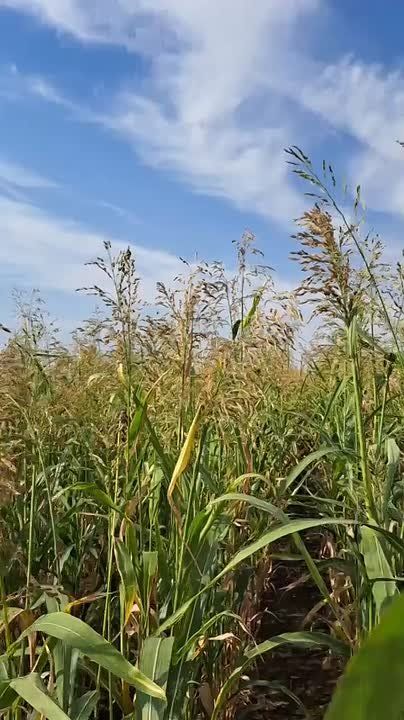 Андрей Сигута: Сотрудники РосАгрохимслужбы делятся видео с полей Запорожской области, где тем временем созревает сорго