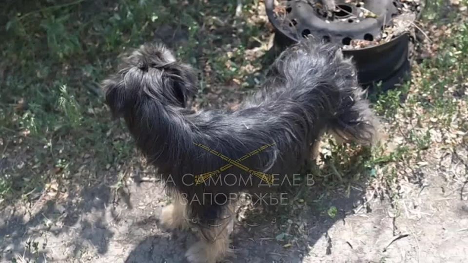 Милоты вам в ленту. Знакомьтесь — это Каракуля!