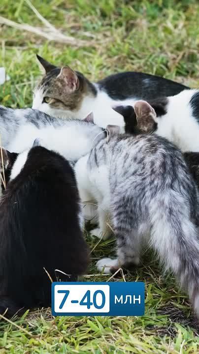 16 августа отмечается Международный День бездомных животных — важный повод обратить внимание на проблему популяции бездомных животных в России