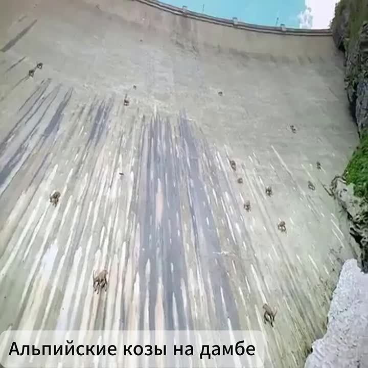 Доброе утро. Альпийские горные козы — настоящие мастера высоты