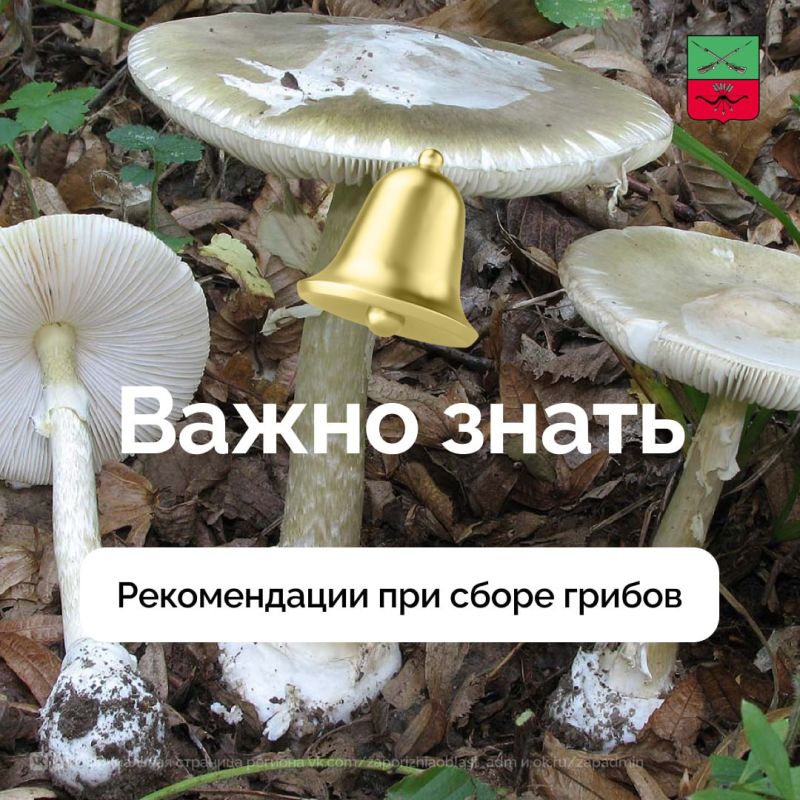 Полезные советы для грибников