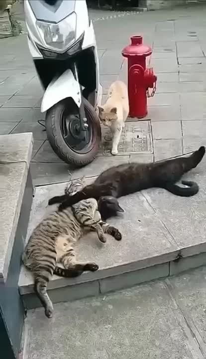 ����������� ��������� ���������