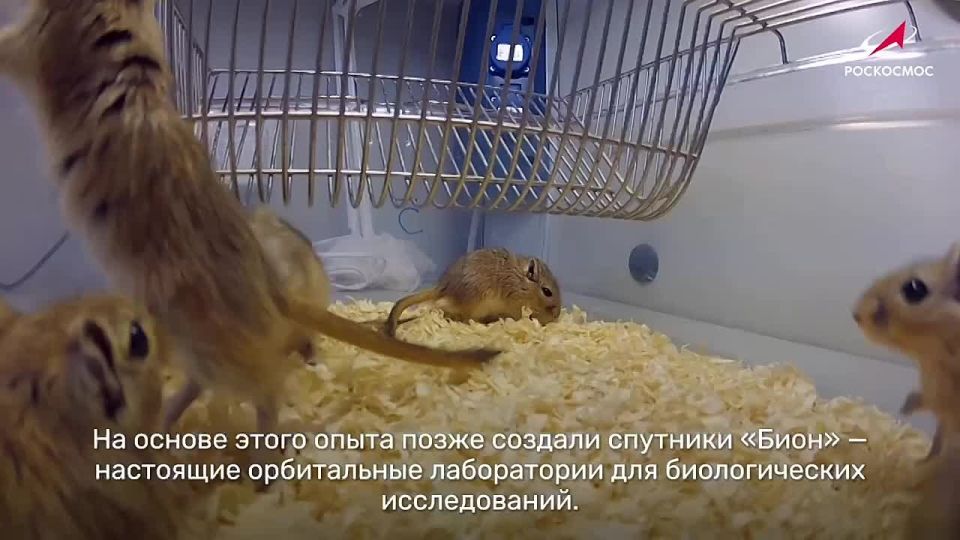 ������� ����������� 65 ��� ������� ����� � �������