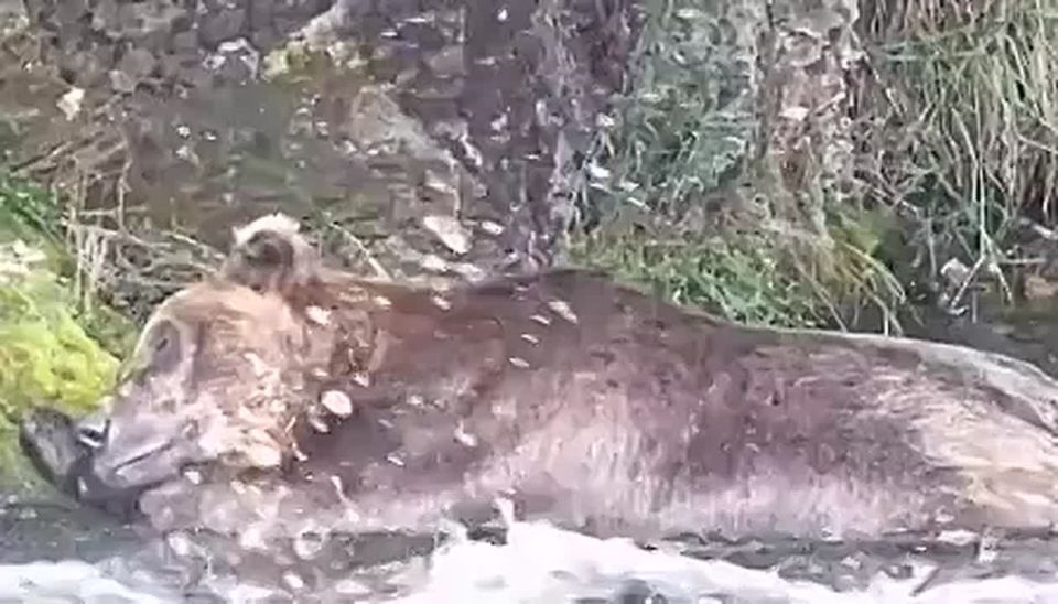 ����� ����� ���������, ��� ������������ ������ �������