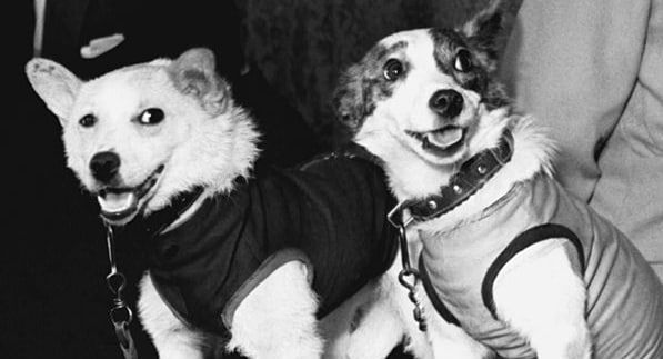 19 августа. 1960, 65 лет назад Белка и Стрелка