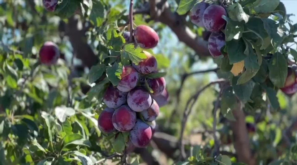 Доброе утро!. Сегодня хочется напомнить о простых радостях конца лета