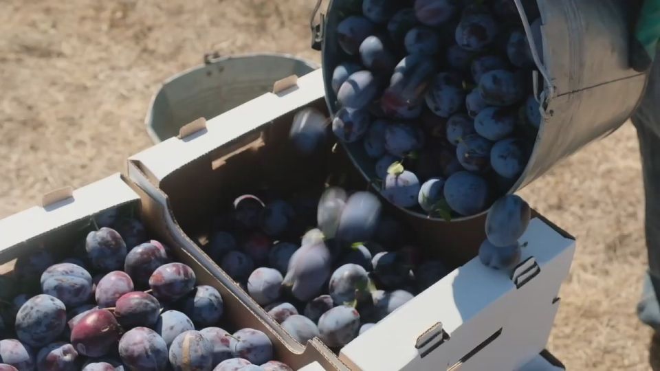 Андрей Сигута: В Запорожской области продолжается уборка сливы