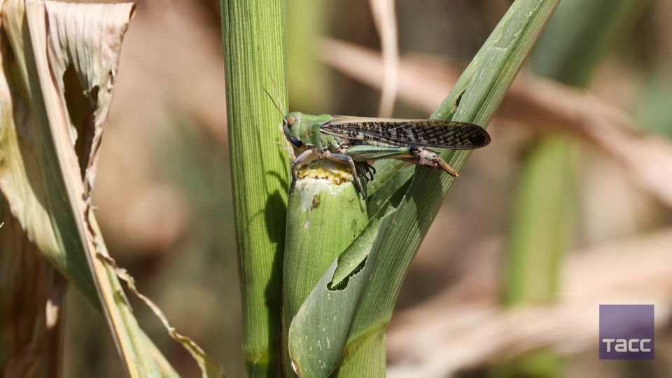Саранча в Запорожской области: как защитить поля в 2025–2026 гг.