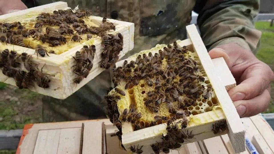 В России начали выращивать высокопродуктивных шмелиных маток