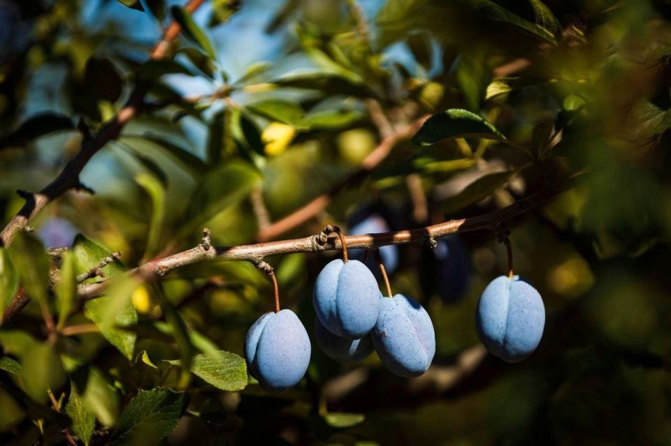 В Запорожской области стартовала уборка сливы