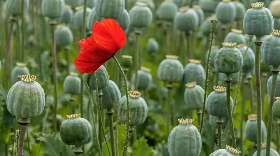 За выращивание мака жителю Энергодара назначено 3 месяца ограничения свободы