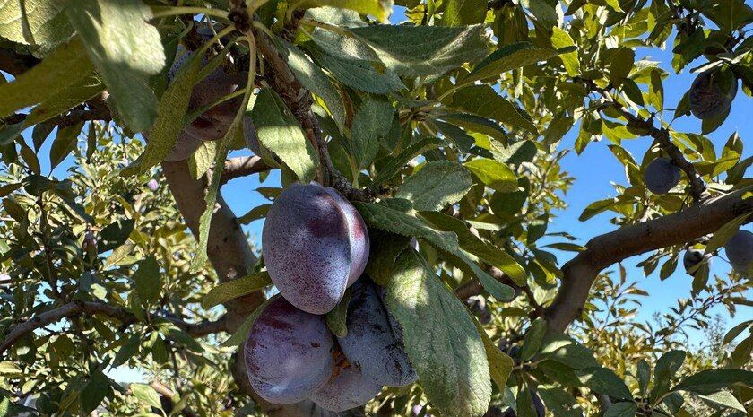 Сбор урожая сливы сорта «Чачакская» стартовал в Запорожской области