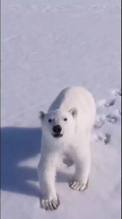 Красивейшее видео с атомного ледокола "50 лет Победы"