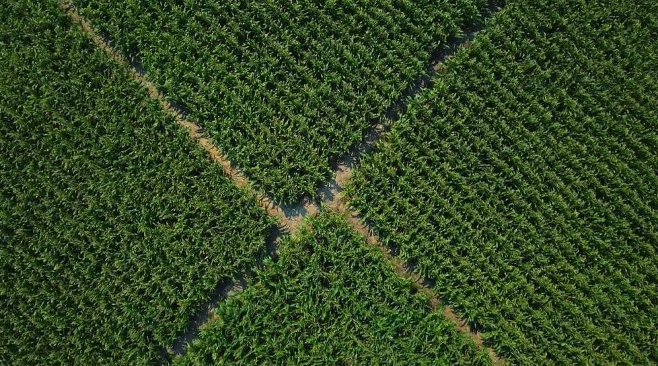 Селекция в России – это история, в которой каждое зерно имеет свой путь