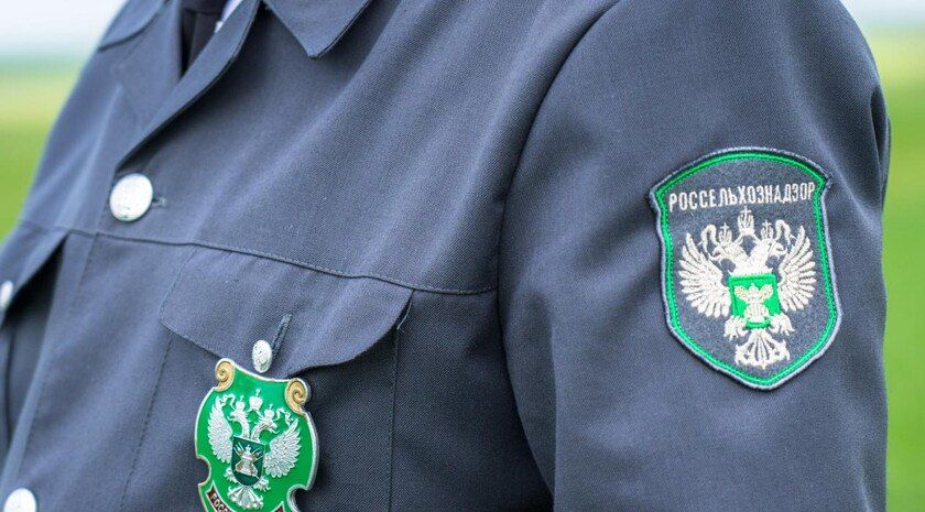 В Запорожской области завершена апробация 140 гектаров посева подсолнечника