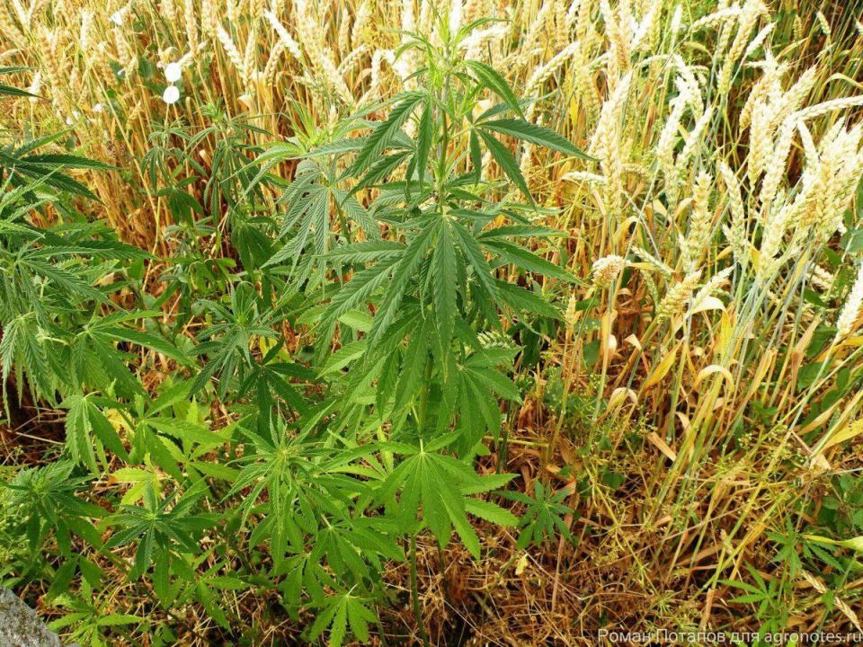 12 На территории Васильевского района, Запорожской области, в период времени с 18 августа по 29 августа 2025 года проводится межведомственное оперативно-профилактическое мероприятие «Очаг»