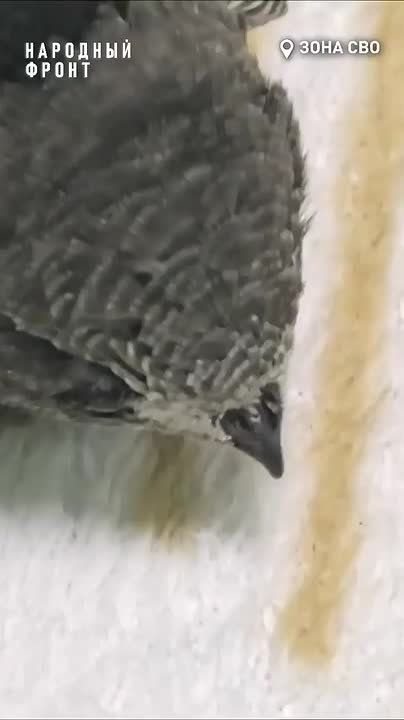� ����� ������ ����� ������� - ������ ����� � ��������� ���������� ������
