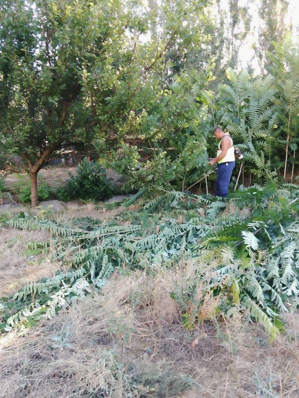 Сотрудники МУП «Акимовское ЖКХ» активно работают над очисткой дренажной канавы вдоль улицы Зеленой в пгт Акимовка, в направлении реки