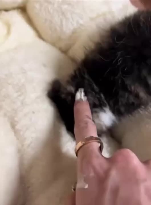 ������ ����, �������. �������� �� ��������� ���, ������� ��������� ������� ����