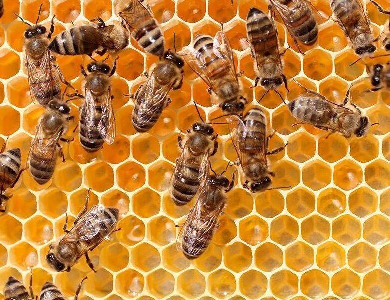 �������� ����� �� ���� ���������� ����������� ������� ������ ������ ���� � ����������