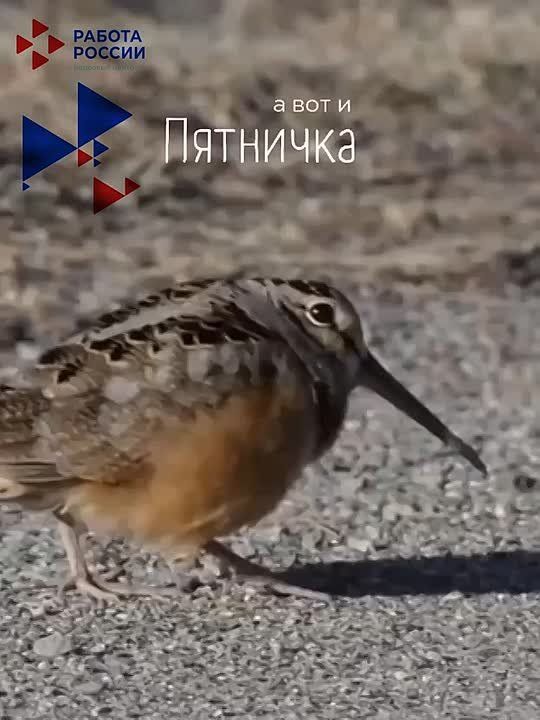 �������! ������� ������������ ��������!
