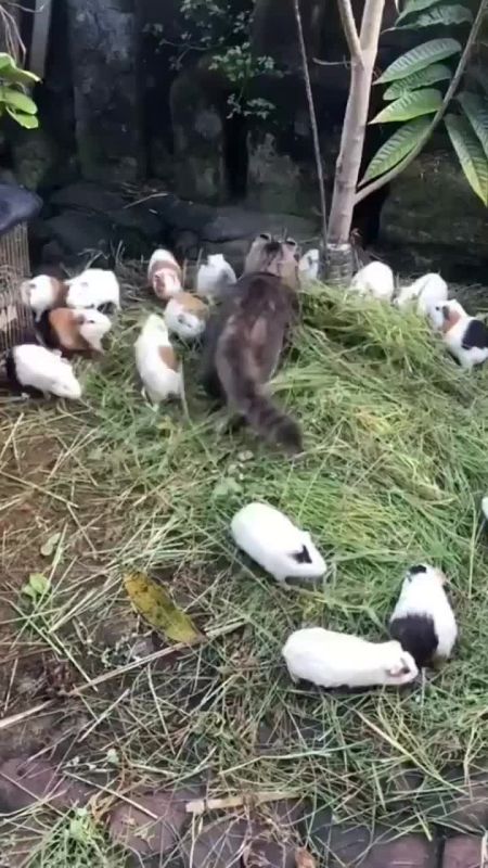 ��� � ����������� ������� ������