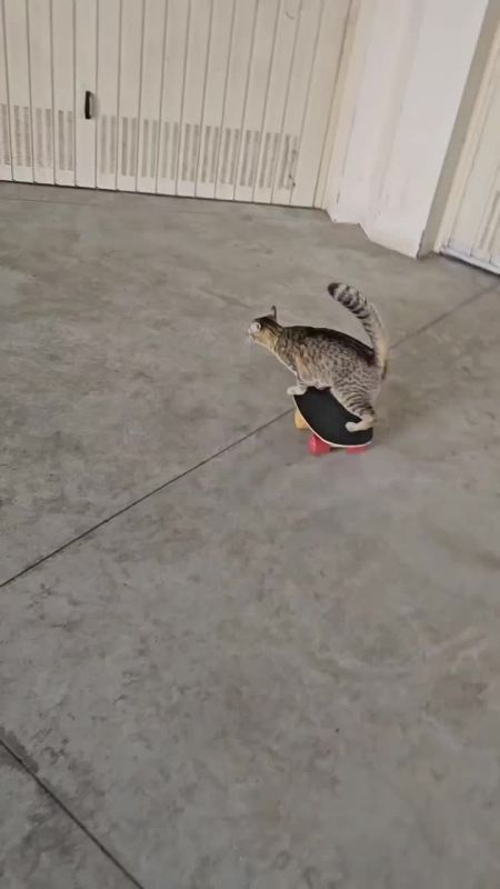 ���� ����� �������� � ��������