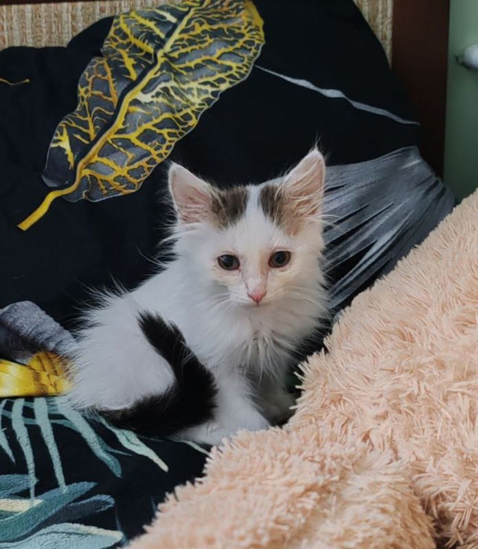 Пропал котёнок! Окрас белый с чёрными пятнами, пушистый +79900738388